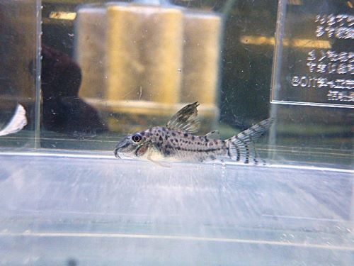 コリドラスＳｐ．②　２０２６年１月６日入荷