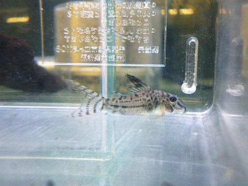 コリドラスＳｐ．