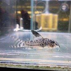 コリドラスＳｐ．③　２０２６年１月６日入荷