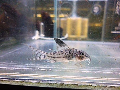 コリドラスＳｐ．③　２０２６年１月６日入荷