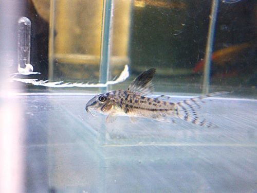 コリドラスＳｐ．