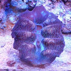 ヒメジャコガイ　ブルー　２０２６年１月８日撮影