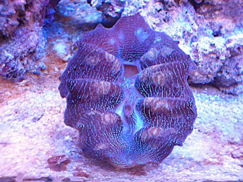 ヒメジャコガイ　ブルー　２０２６年１月８日撮影