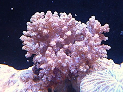 キバナトサカ　２０２６年１月８日撮影