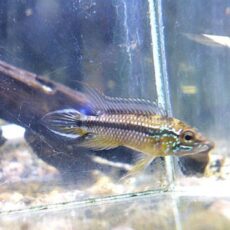 アピスト　アガシジ　アレンカー　ペア　２０２５年１２月２２日入荷