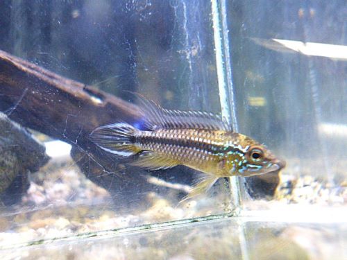 アピスト　アガシジ　アレンカー　ペア　２０２５年１２月２２日入荷