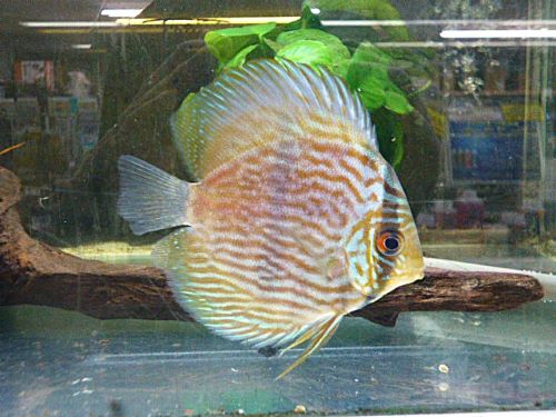 ヘッケル・ディスカス