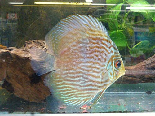 ＷＩＬＤノボアイロン　ヘッケルディスカス　２０２５年１２月２５日入荷