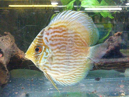 WILDノボアイロン ヘッケルディスカス 2025年12月25日入荷 ヘッケル・ディスカス