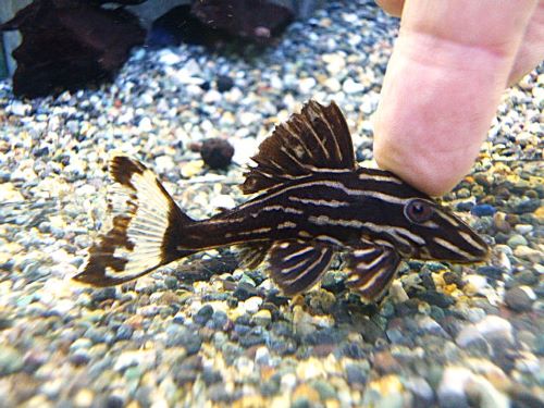 サンダーロイヤルプレコ