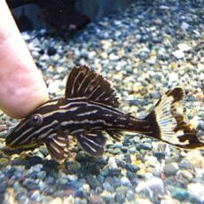 サンダーロイヤルプレコ①　２０２６年１月４日入荷