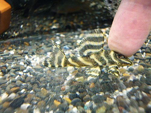 ゴールデンキングロイヤルペコルティア