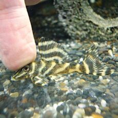 ゴールデンキングロイヤルペコルティア　２０２６年１月４日入荷