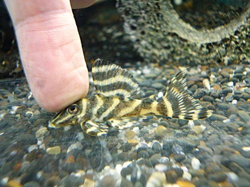 ゴールデンキングロイヤルペコルティア　２０２６年１月４日入荷