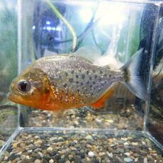 ＷＩＬＤピラニア　ナッテリー　２０２６年１月７日入荷