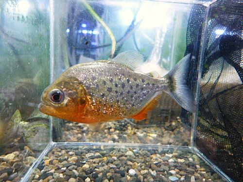 ＷＩＬＤピラニア　ナッテリー　２０２６年１月７日入荷