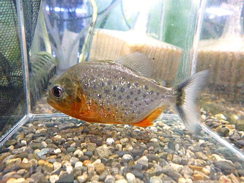 ピラニア　ナッテリー