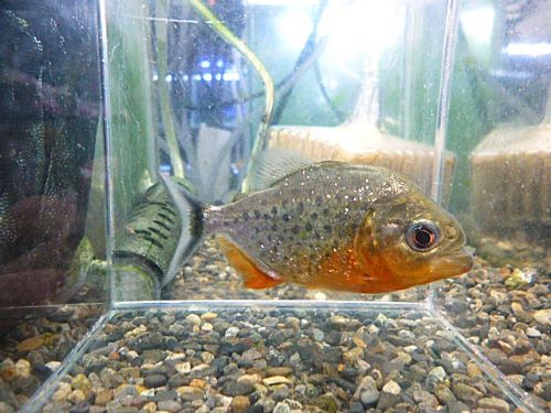 ピラニア　ナッテリー