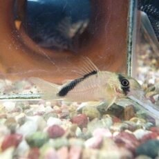 コリドラス　ショートノーズネブリナエ　２０２６年１月７日入荷