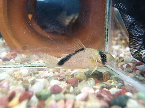 コリドラス　ショートノーズネブリナエ　２０２６年１月７日入荷