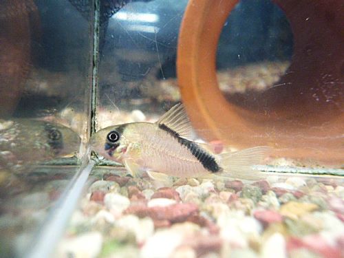コリドラス　ショートノーズネブリナエ
