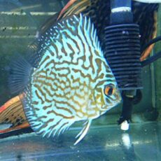 ドイツコバルト×ワットレー第３系統　②　２０２５年１０月１７日入荷