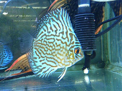 ドイツコバルト×ワットレー第３系統　②　２０２５年１０月１７日入荷