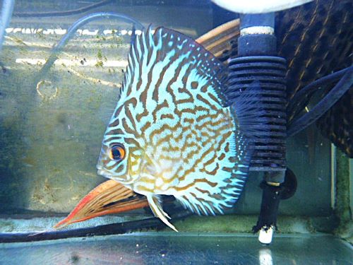 ドイツコバルト×ワットレー第３系統・ディスカス