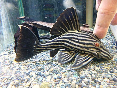 ロイヤルプレコ