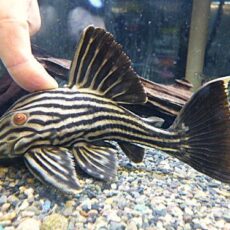 ロイヤルプレコ　２０２６年１月６日入荷