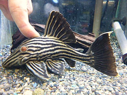 ロイヤルプレコ　２０２６年１月６日入荷