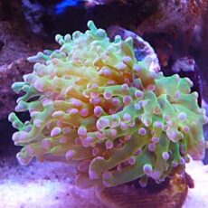 タコアシサンゴ茎メタグリーン/パープルトップ　２０２６年１月１０日撮影