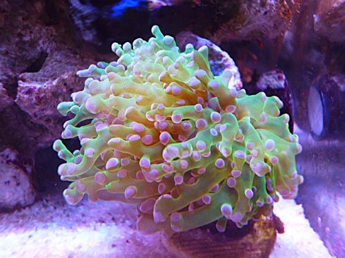 タコアシサンゴ茎メタグリーン/パープルトップ　２０２６年１月１０日撮影