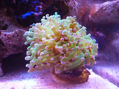 タコアシサンゴ