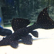 爆安！キングオブギャラクシートリムプレコ２０２５年９月４日入荷