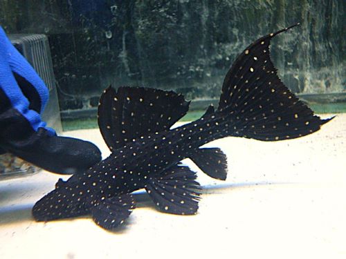 爆安！キングオブギャラクシートリムプレコ２０２５年９月４日入荷