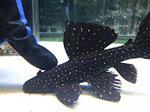 キングオブギャラクシートリムプレコ