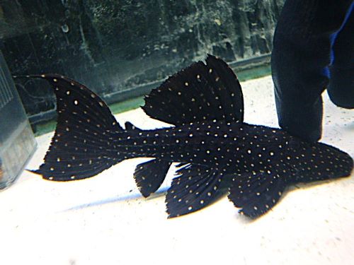 キングオブギャラクシートリムプレコ