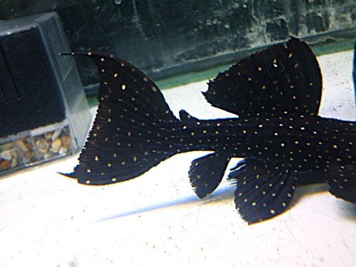 キングオブギャラクシートリムプレコ