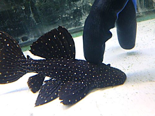 キングオブギャラクシートリムプレコ