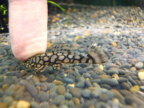 ロイヤルアラベスクブッシープレコ