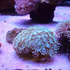 アワサンゴ　グリーン　２０２６年１月１０日撮影