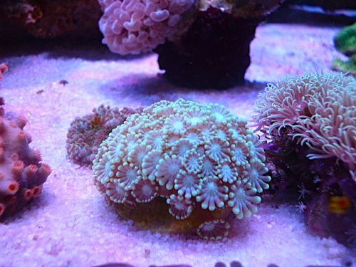 アワサンゴ　グリーン　２０２６年１月１０日撮影