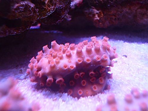 フカトゲキクメイシ