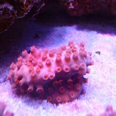 フカトゲキクメイシ　レッド　２０２６年１月１０日撮影