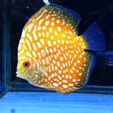 ポルカドットイエローラフレシアディスカス⑤　２０２６年１月６日入荷