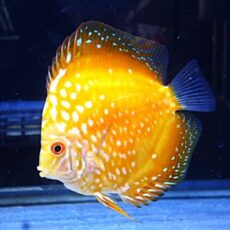 ポルカドットイエローラフレシアディスカス⑥　２０２６年１月６日入荷