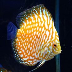 ポルカドットイエローラフレシアディスカス⑦　２０２６年１月６日入荷