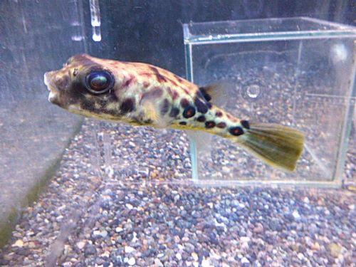 テトラオドン　パストゥレイタス