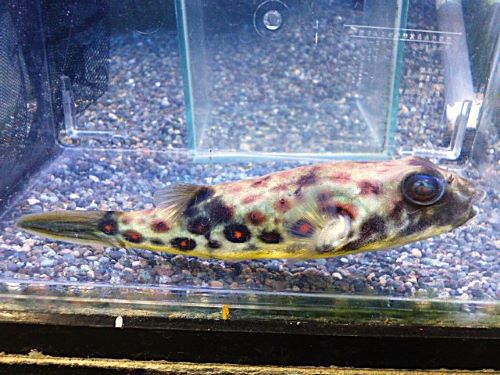 テトラオドン　パストゥレイタス　２０２６年１月８日入荷